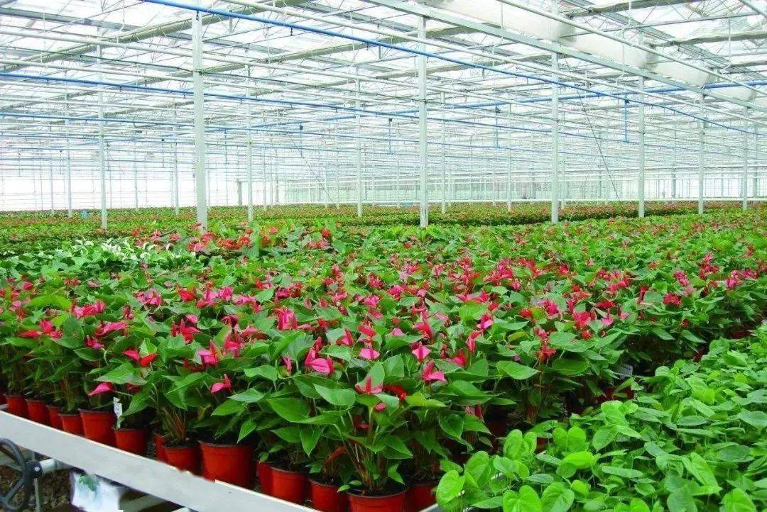 找不同！國內(nèi)外花卉專業(yè)種植溫室大棚的區(qū)別有哪些？